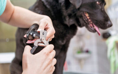 Express Grooming Services At Lansing Store